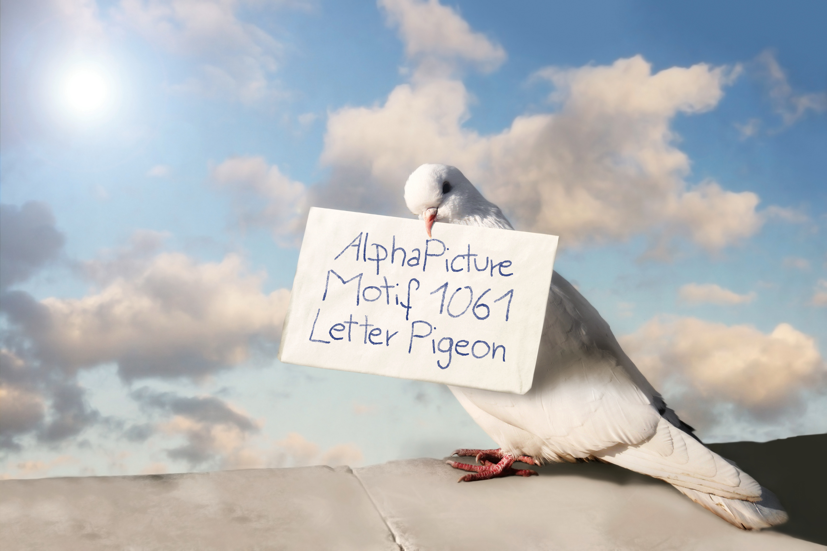 Почтовый голубь пабг мобайл. Почтовый голубь. Голубь с письмом. Птица с конвертом. Птица с письмом.